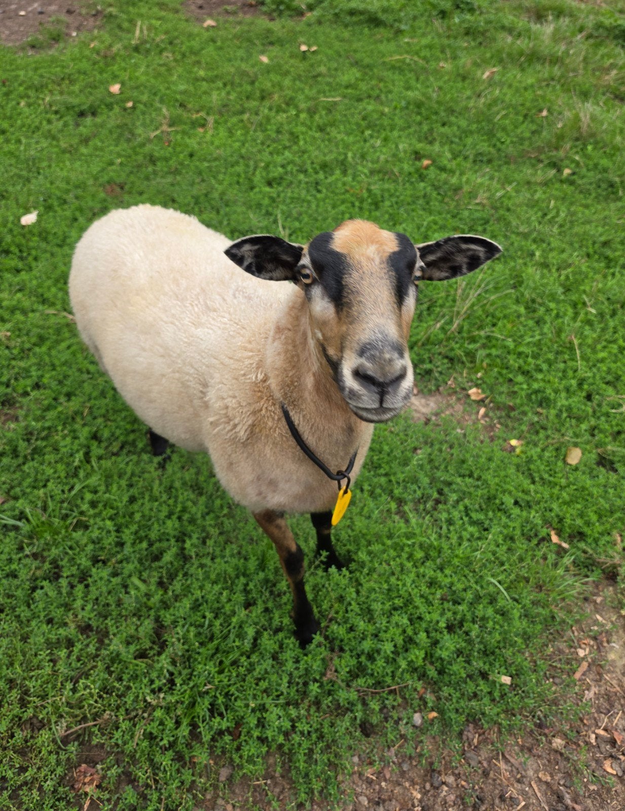 schaap schapen ooi maasduinen drachtig onderhoud arm geenwol, Dieren en Toebehoren, Schapen, Geiten en Varkens, Vrouwelijk, Schaap