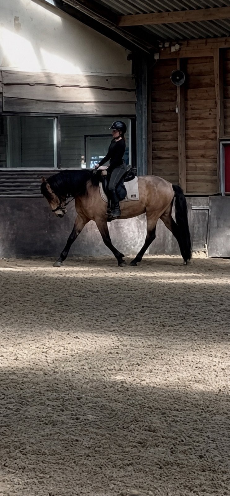 Bijrijd springpaard gezocht, Ophalen, Springen
