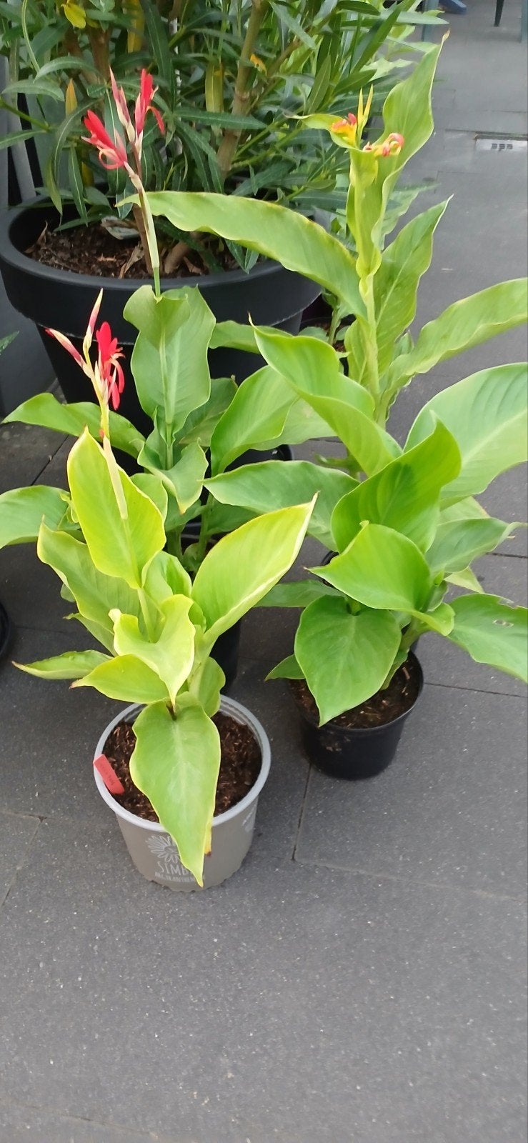 Canna in 17 cm pot, rood/geel, Volle zon, Vaste plant, Zomer, Ophalen