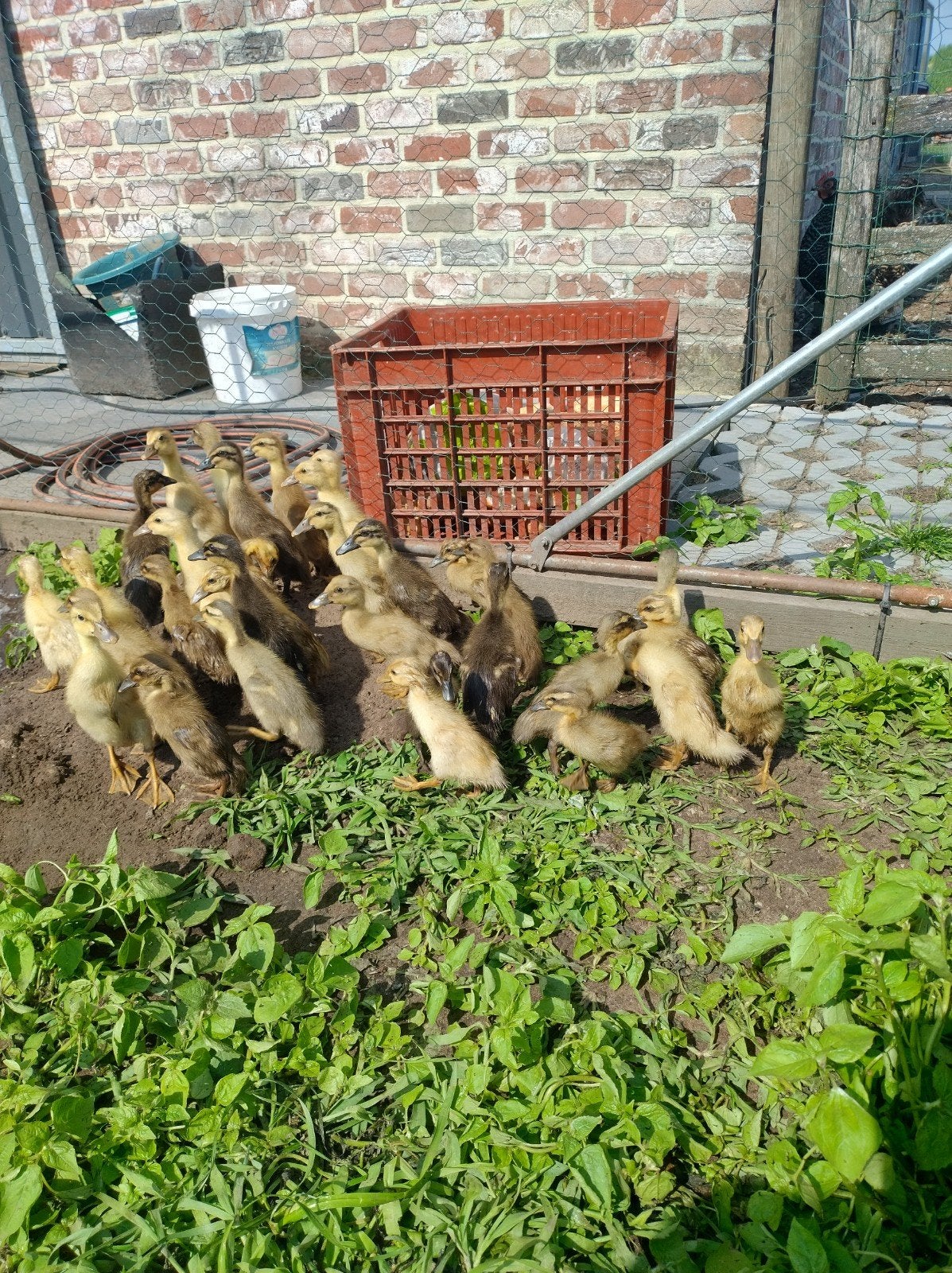 Indische loopeenden kuikens, Dieren en Toebehoren, Geslacht onbekend, Eend