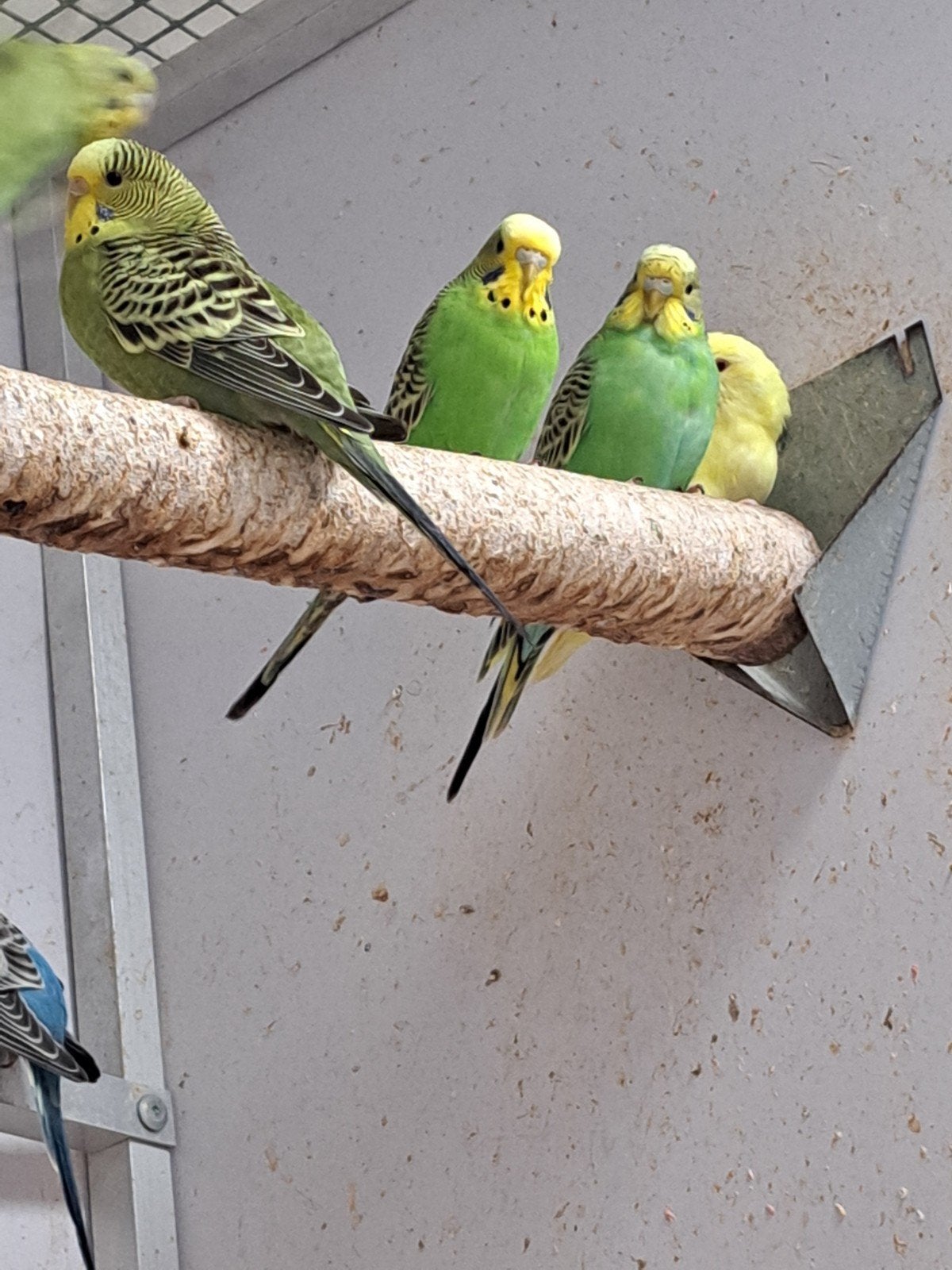 baby grasparkieten eten zelfstandig leuk om tam te maken, Meerdere dieren, Parkiet, Tam