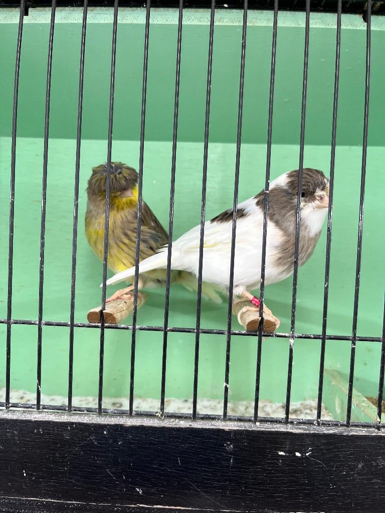 Koppel glosters, Meerdere dieren, Kleurkanarie