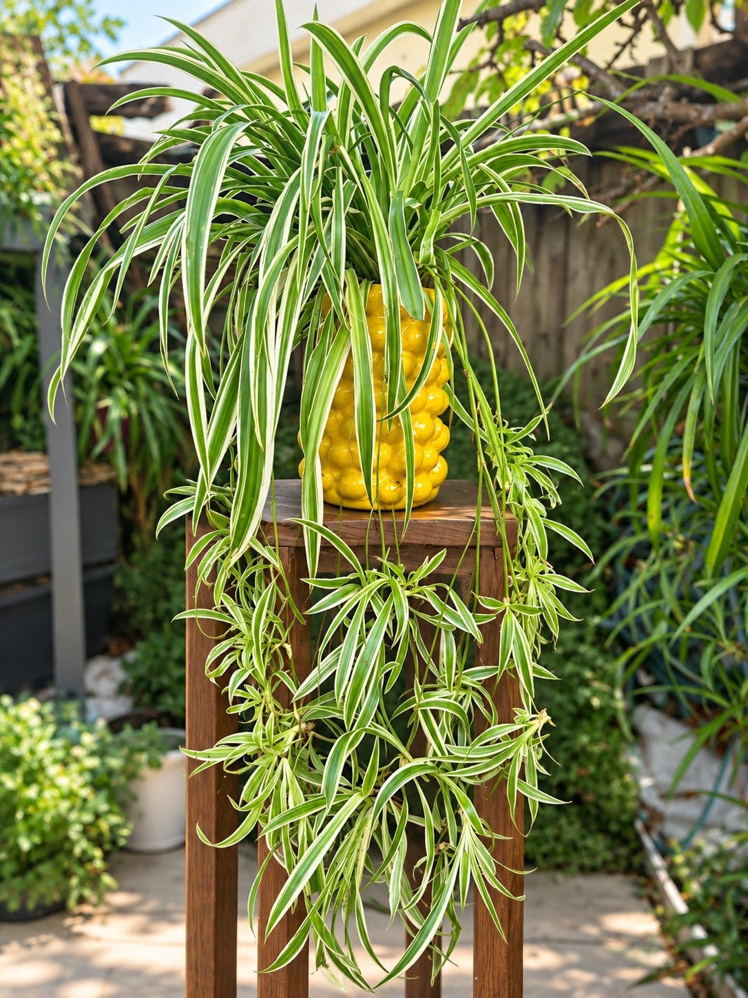 Graslelie (Chlorophytum), Ophalen, Halfschaduw, Minder dan 100 cm