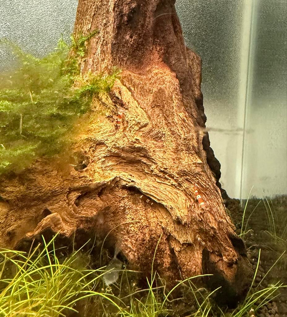 Oranje witte dwerggarnalen te koop, Dieren en Toebehoren, Vissen | Aquariumvissen, Kreeft, Krab of Garnaal