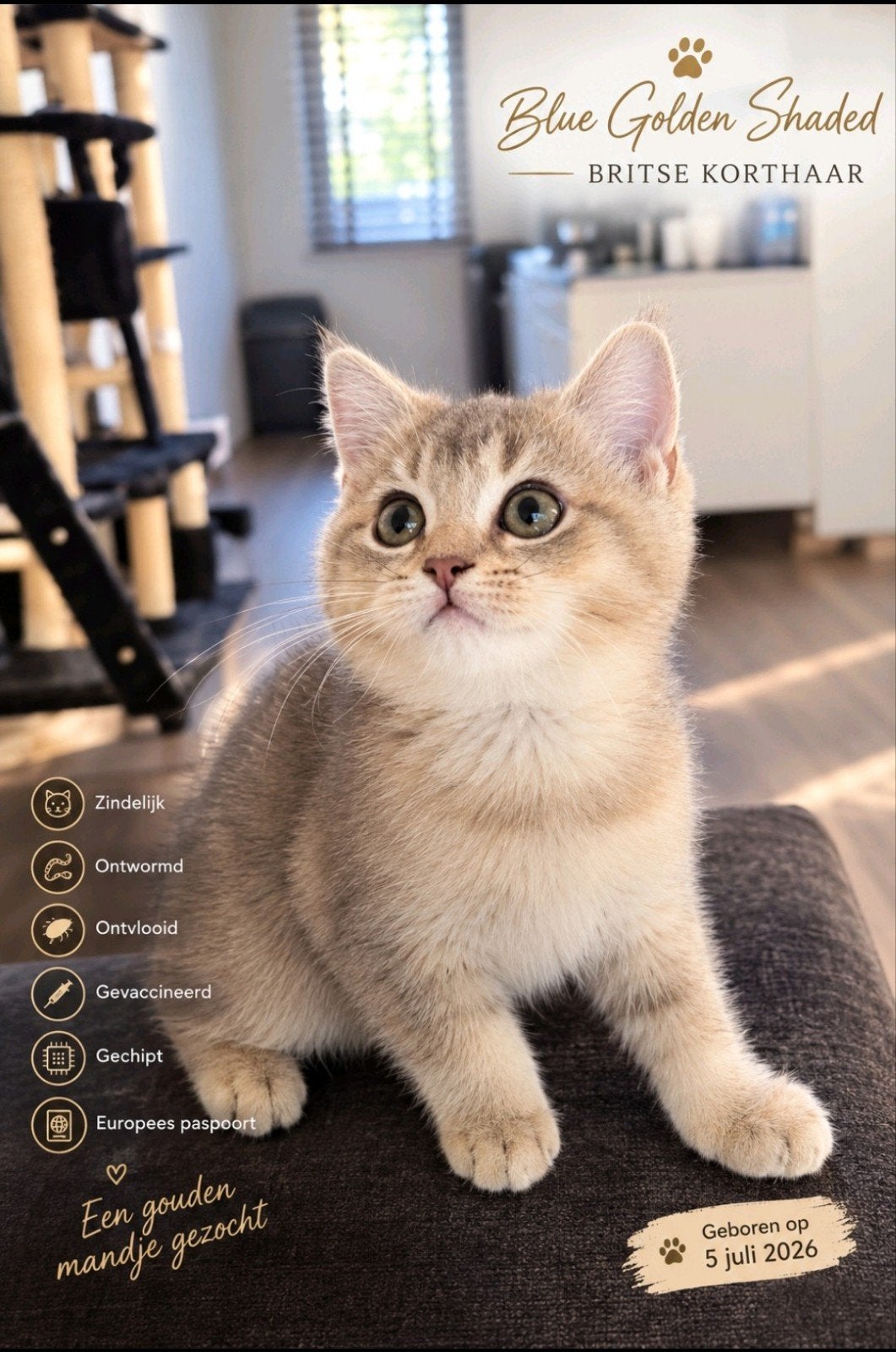 Raszuivere, Blue Golden Shaded, Britse Korthaar kittens., Meerdere dieren, Met stamboom