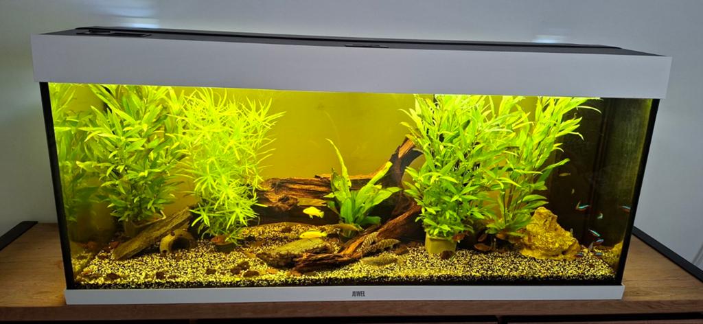 Juwel 180 liter, Dieren en Toebehoren, Vissen | Aquaria en Toebehoren, Ophalen, Zo goed als nieuw, Leeg aquarium