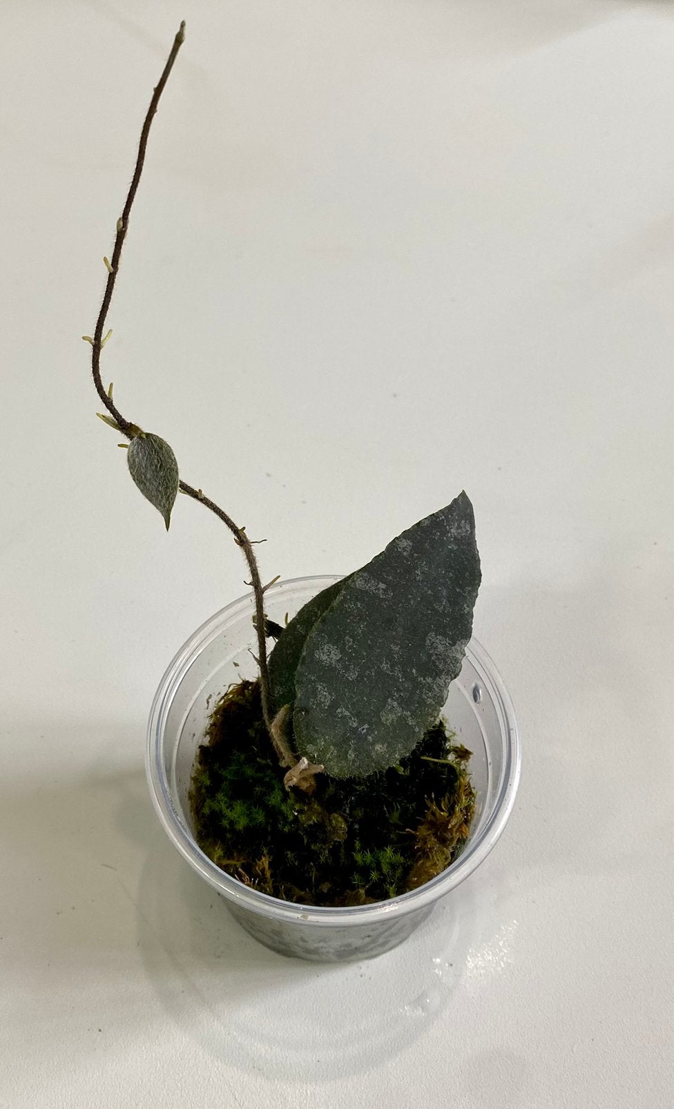 Hoya Caudata Sumatra, Huis en Inrichting, Kamerplanten, Ophalen of Verzenden, Halfschaduw, Minder dan 100 cm