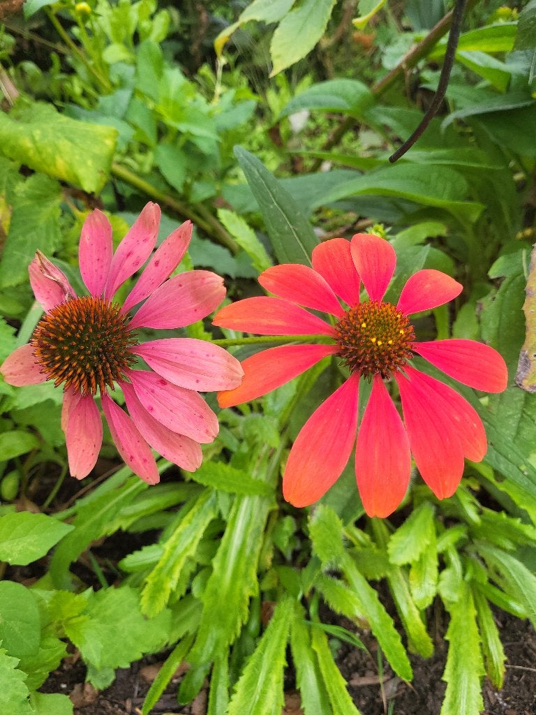 Zaden Echinacea Roze-rood, Verzenden, Volle zon