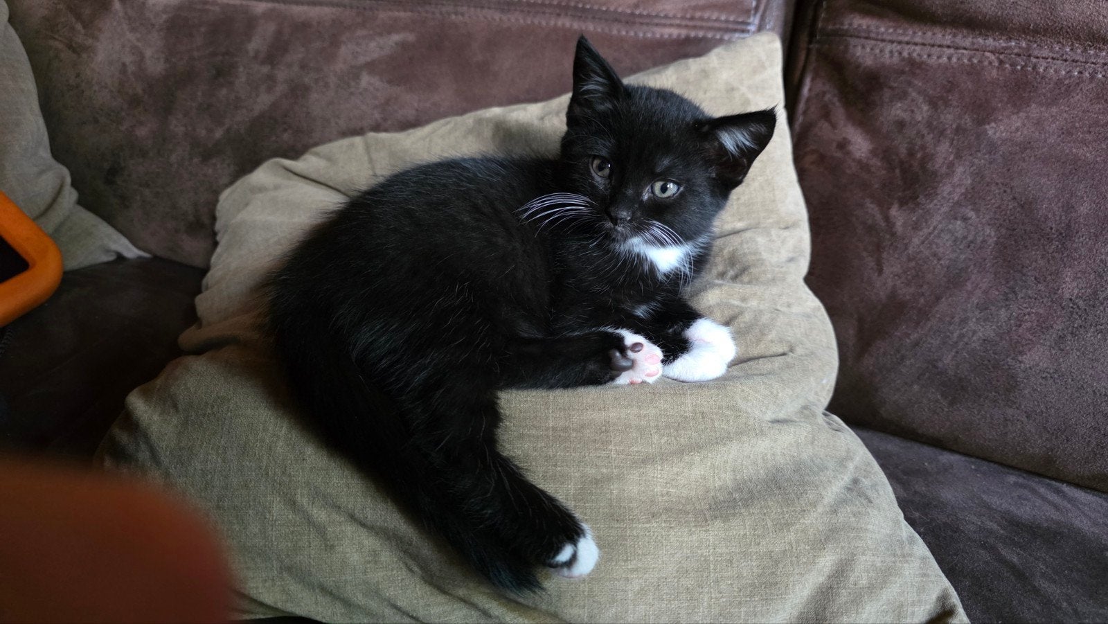 Zeer lieve en mensgerichte Noorse Boskat X kittens poesjes, Dieren en Toebehoren, Poes, Kortharig, 0 tot 2 jaar