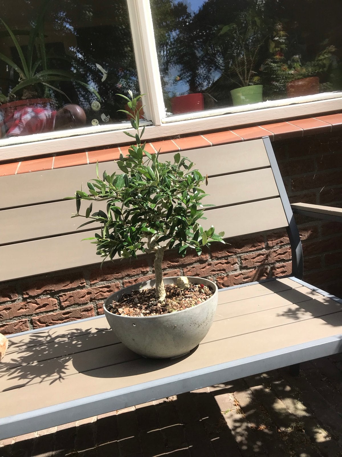 Olijfboom Bonsai in pot, Volle zon, Vaste plant, Lente, Ophalen
