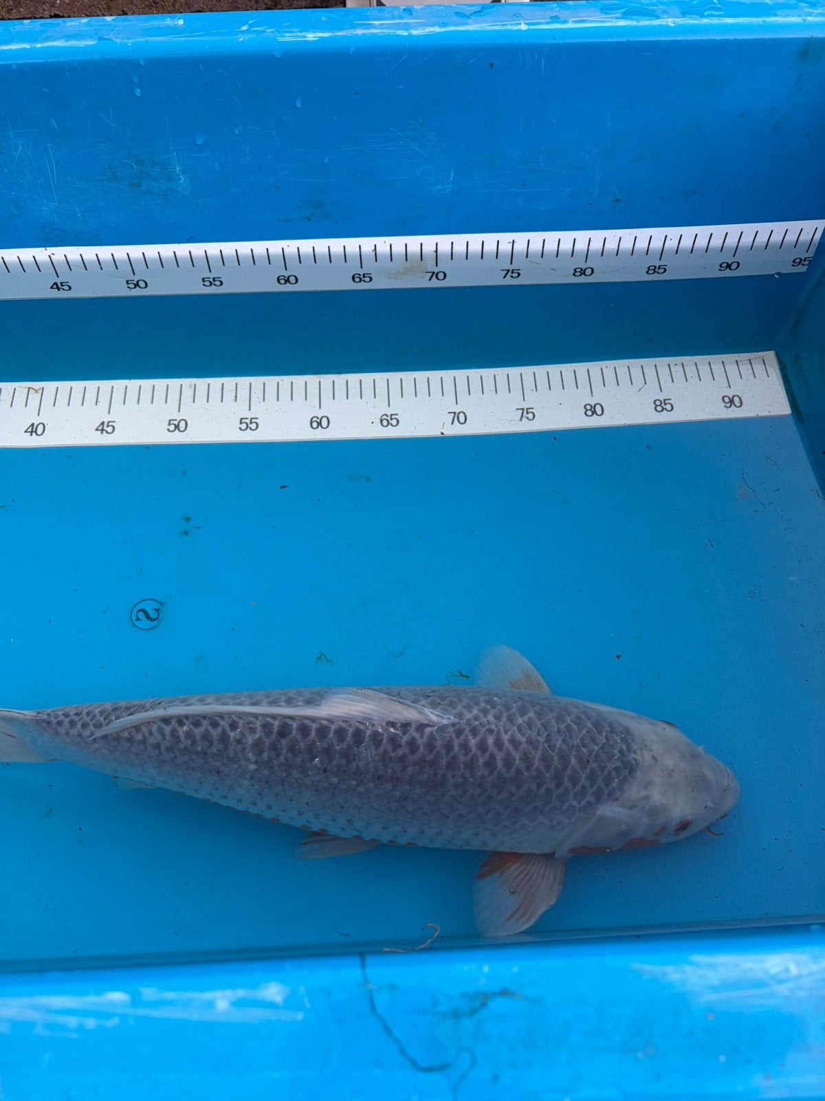Asagi 45cm, Karper of Koi