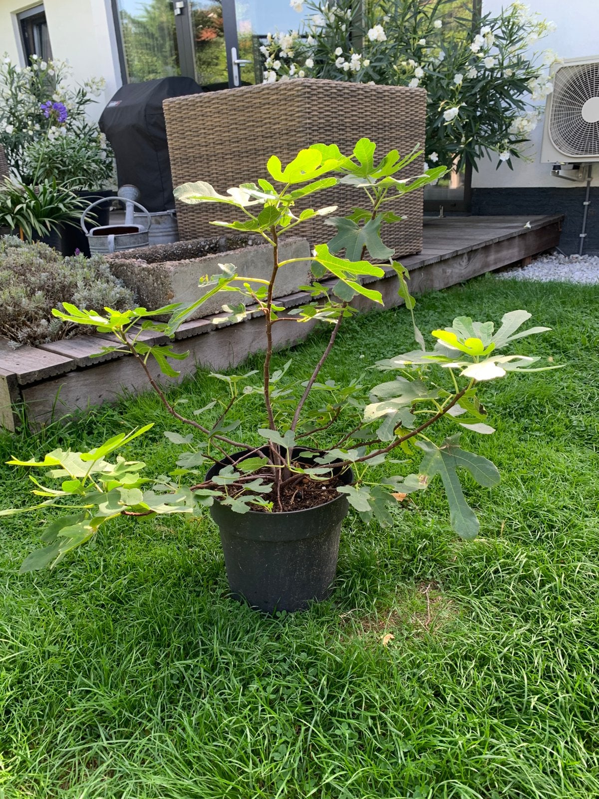 Rouge dw bordeaux vijg, Tuin en Terras, Planten | Fruitbomen, Ophalen, Minder dan 100 cm, In pot, Vijgenboom