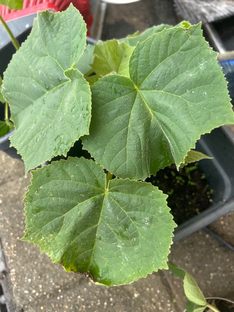 paulownia, Tuin en Terras, Planten | Bomen, Lente, Volle zon, In pot, Overige soorten