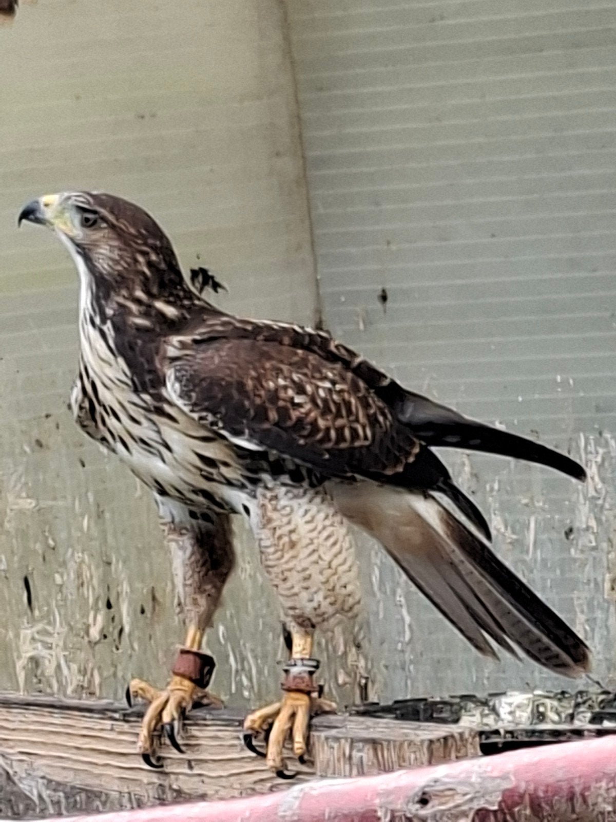 Hibride roodstaard x woestijnbuizerd, Dieren en Toebehoren, Meerdere dieren