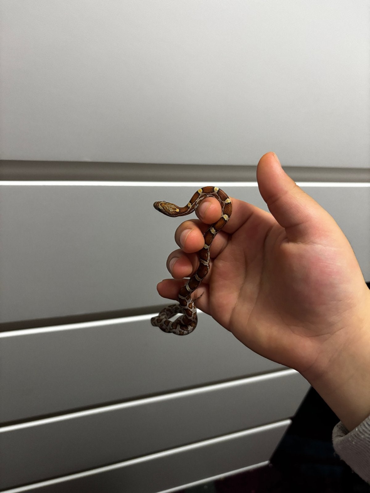Korenslang Corn Snake photo 3