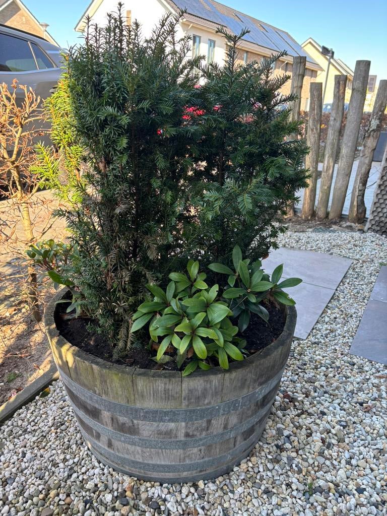 Taxus met skimmia in half wijnvat, Ophalen, Bloeit niet, Halfschaduw, Overige soorten