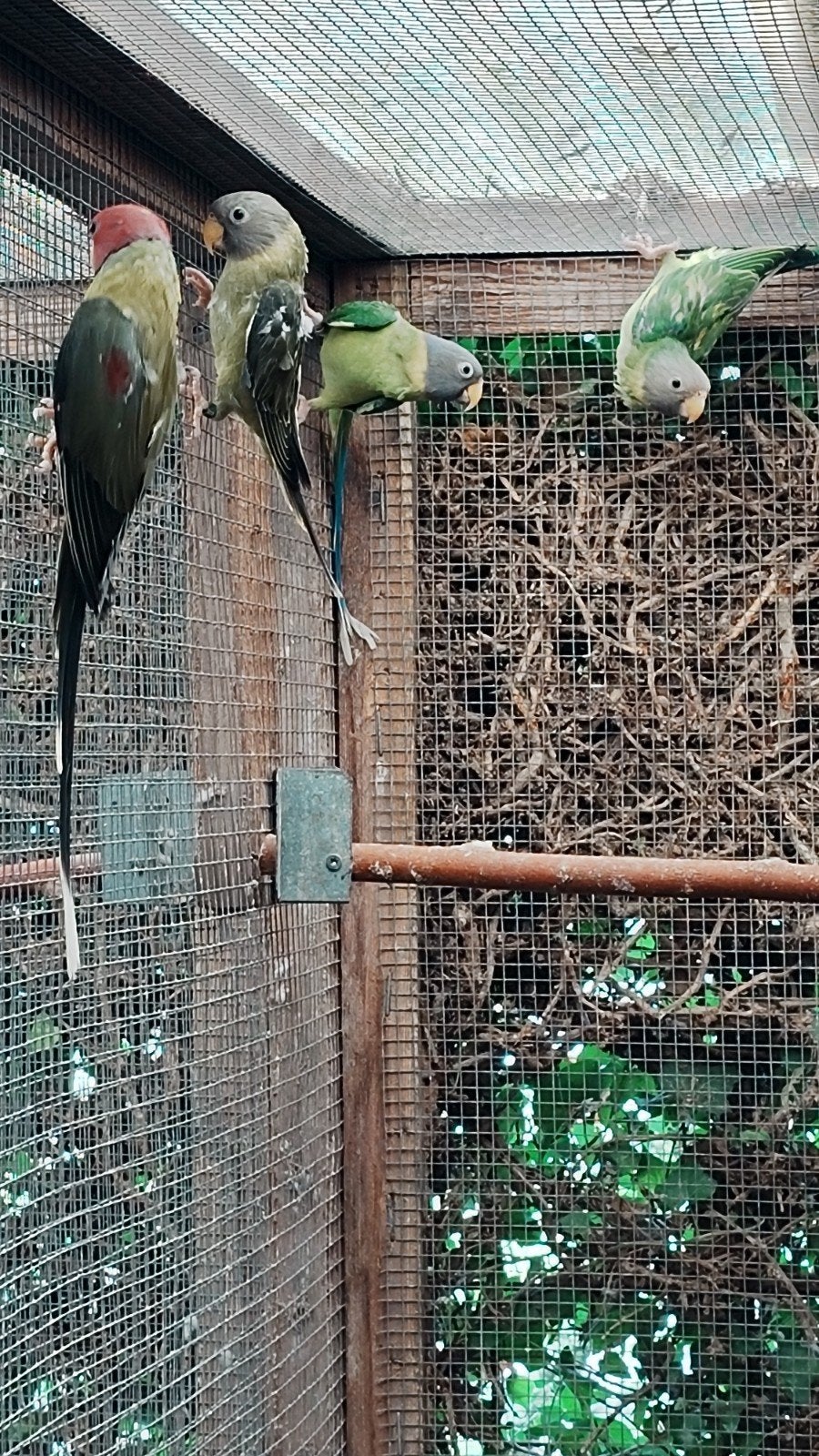 te koop pruimkop pruimekop parkieten, Dieren en Toebehoren, Meerdere dieren, Parkiet