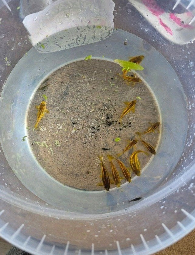 Corydoras Goldlazer kweekgroep 16st., Dieren en Toebehoren, Vissen | Aquariumvissen, Vis