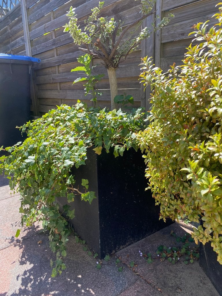 5x plastic potten met planten, Ophalen, Vaste plant, Overige soorten, Volle zon