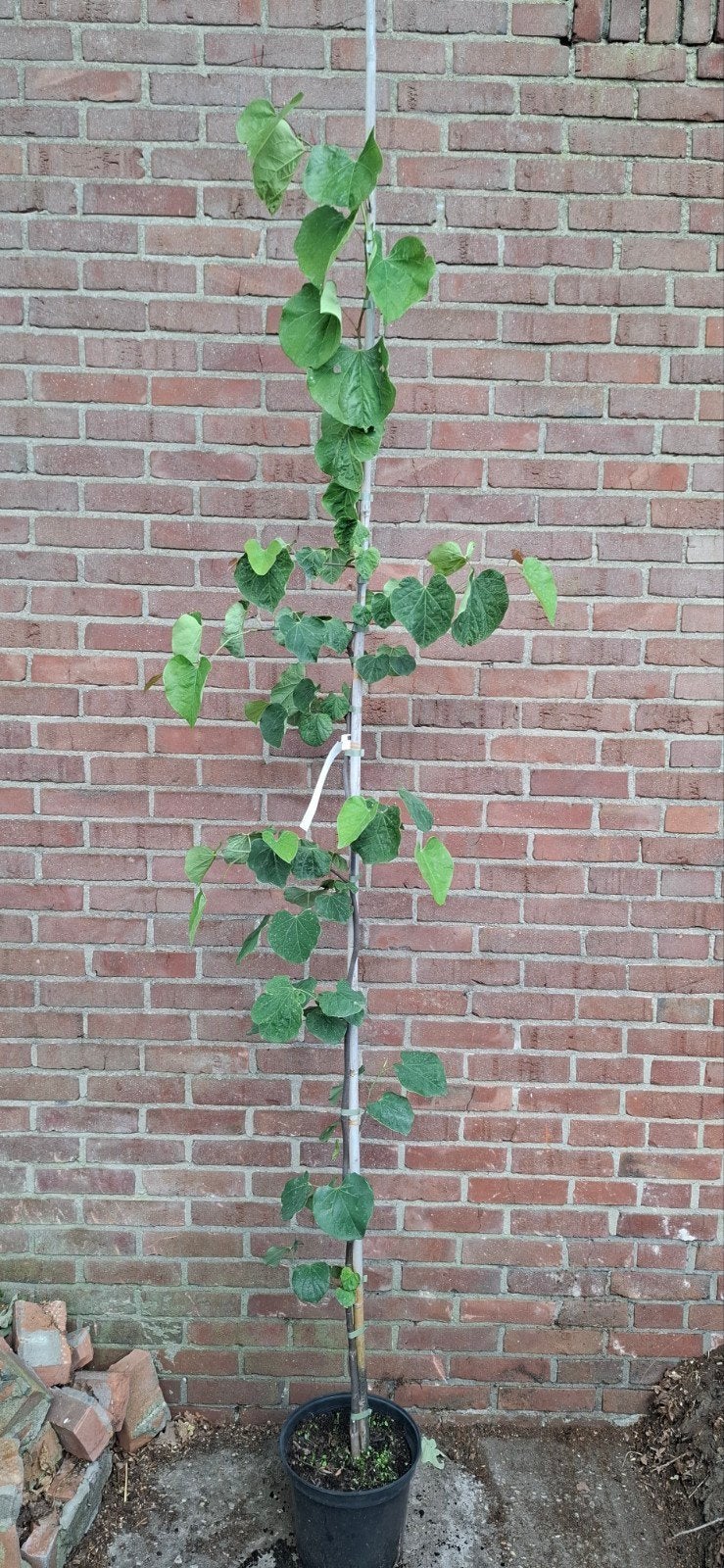 Cercis 'Lavender twist', treur judasboom, Tuin en Terras, Planten | Bomen, Ophalen, Volle zon, Overige soorten
