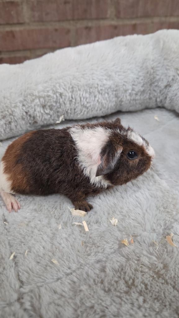 Te koop diverse jonge cavia's zeugjes en beertjes, April, Vrouwelijk, Cavia