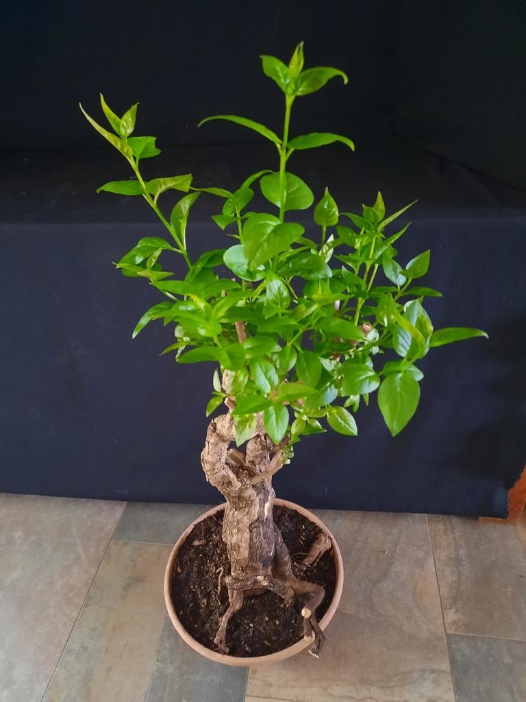 Bonsai  Blauwe Sering, Tuin en Terras, Planten | Bomen, Overige soorten, Minder dan 100 cm, Halfschaduw, Lente, Ophalen of Verzenden