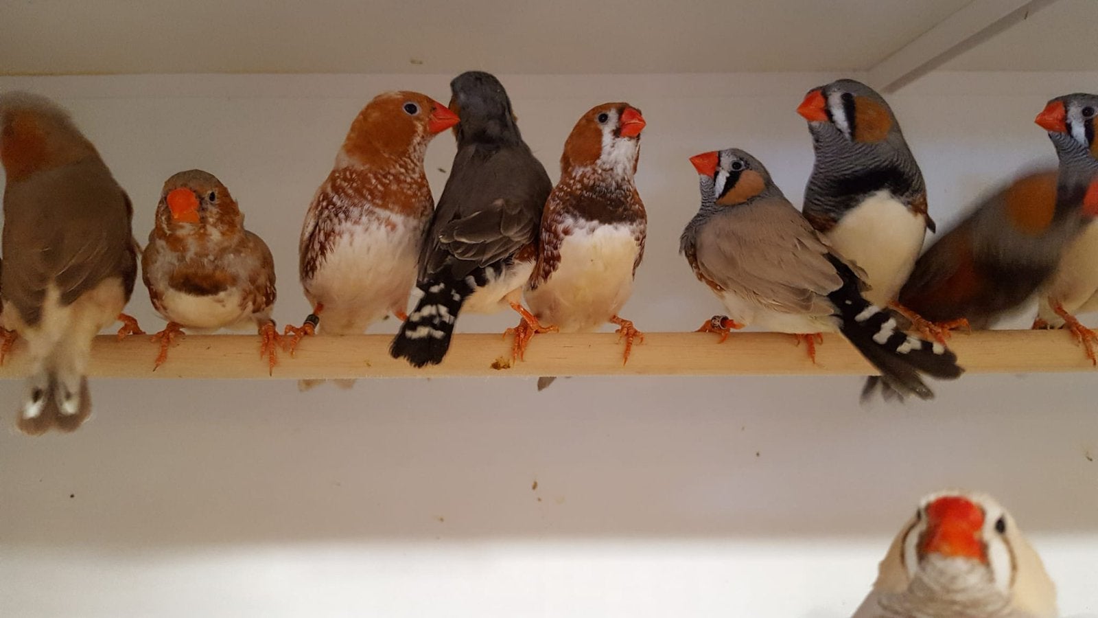Gevraagd grote TT zebavinken,geringd, Meerdere dieren, Tropenvogel, Geringd
