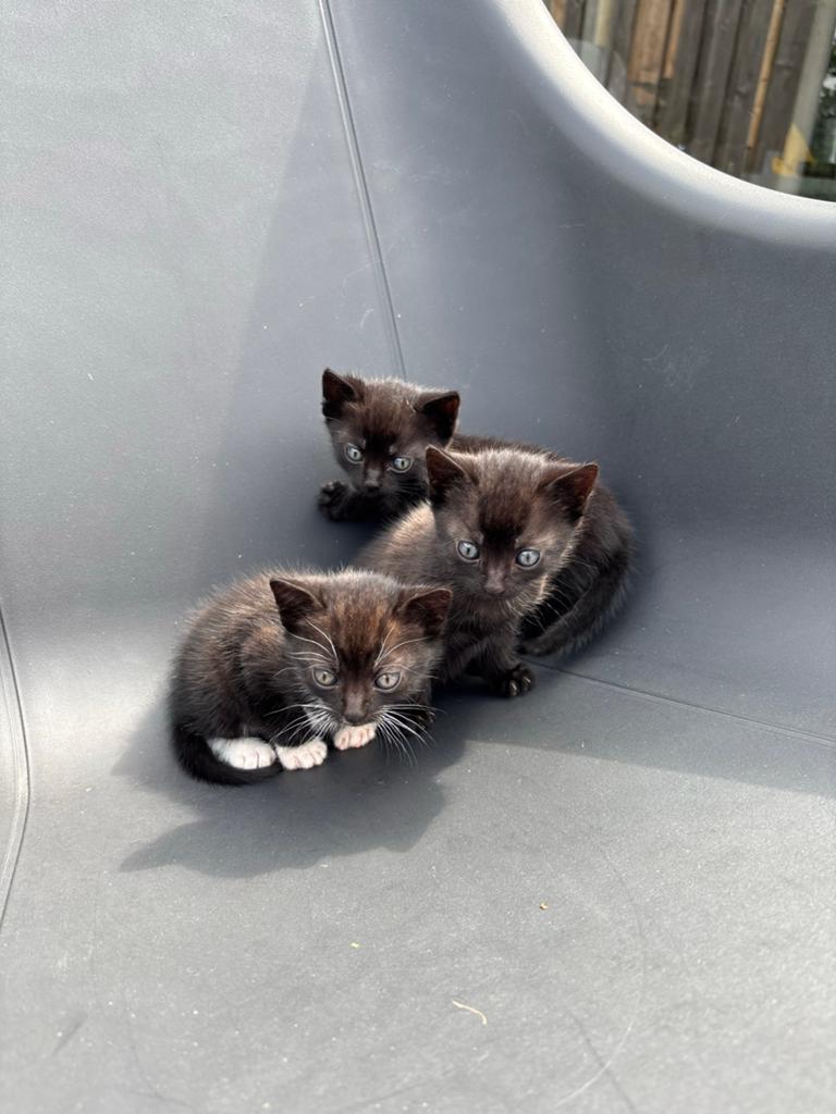 3 lieve boerderij kittens te koop, Dieren en Toebehoren, Kater