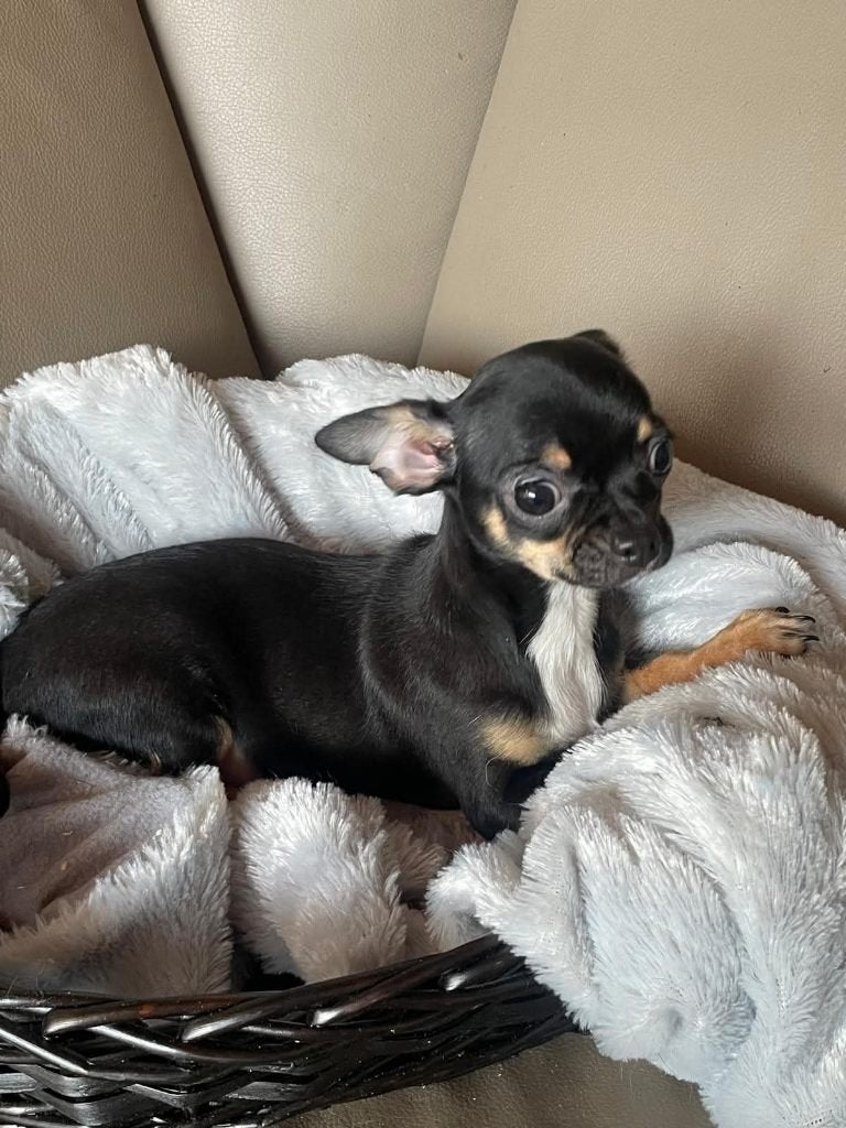 chihuahua pups kortharig, zeer mooi en raszuiver., Nederland, 15 weken tot 1 jaar, Meerdere, Meerdere dieren