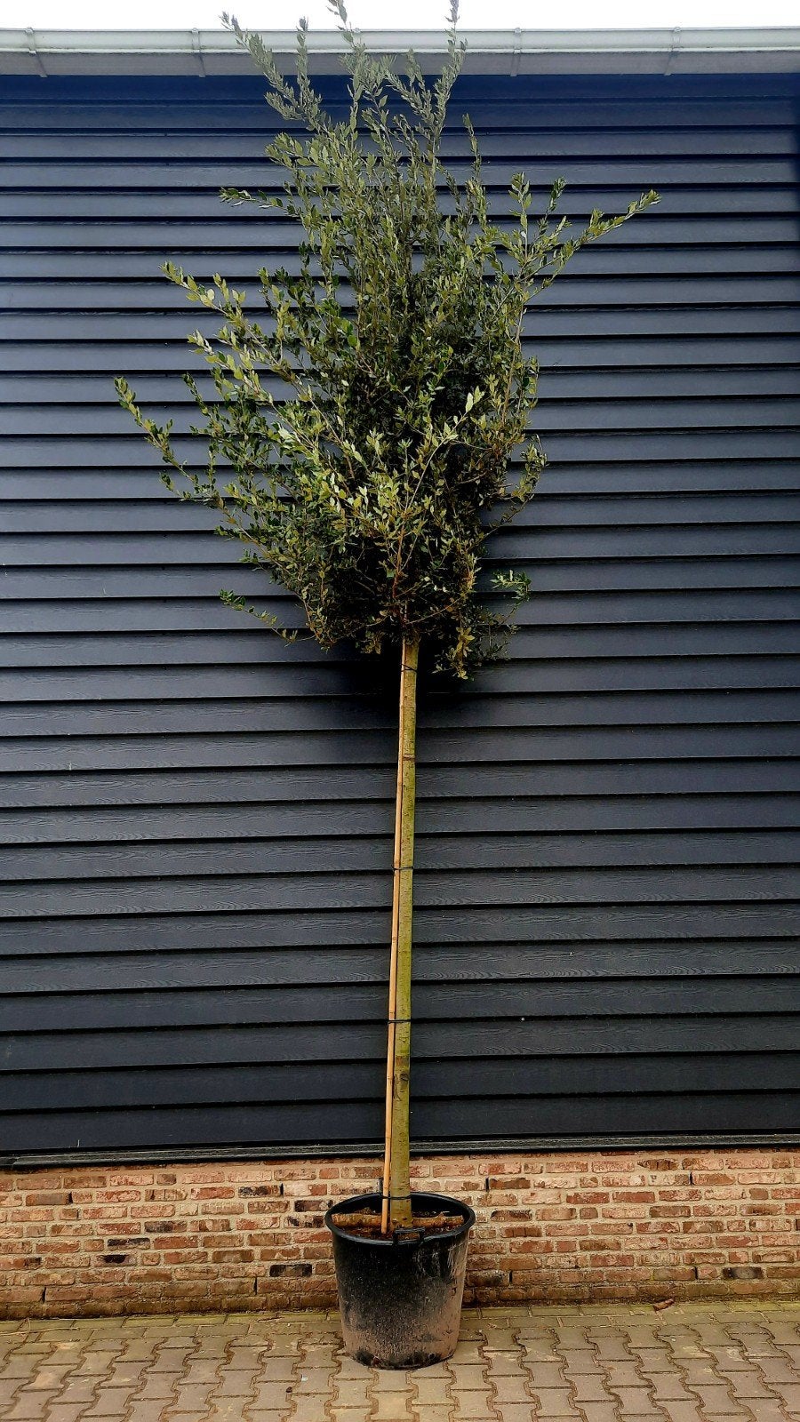 Quercus ilex (Steeneik) hoogstam 🌳, Tuin en Terras, Planten | Bomen, Ophalen, Halfschaduw, Overige soorten