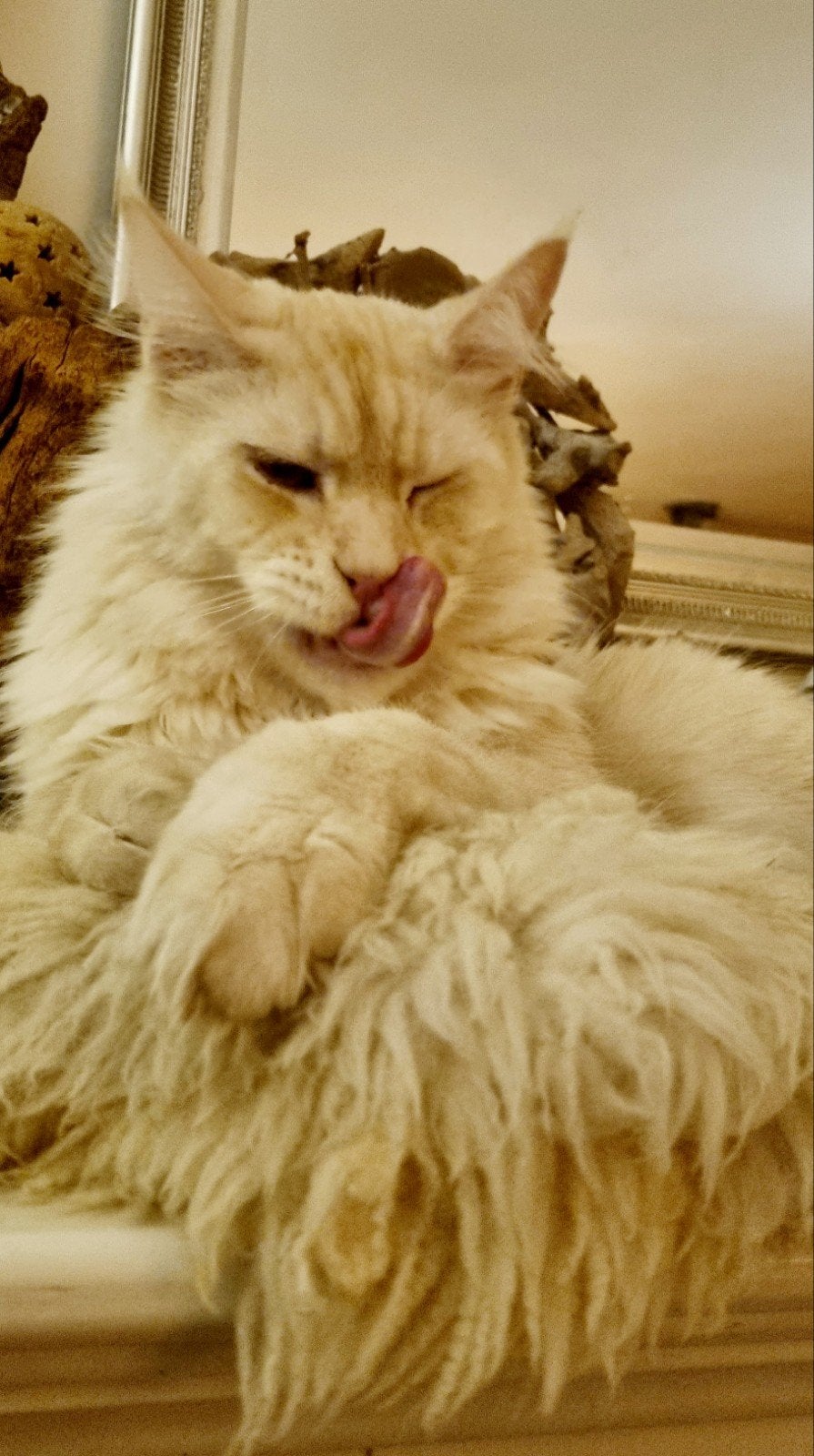 XXL Maine Coon Rus DEKKATER SilverSmoke GetestVriendelykReus, Dieren en Toebehoren, 3 tot 5 jaar