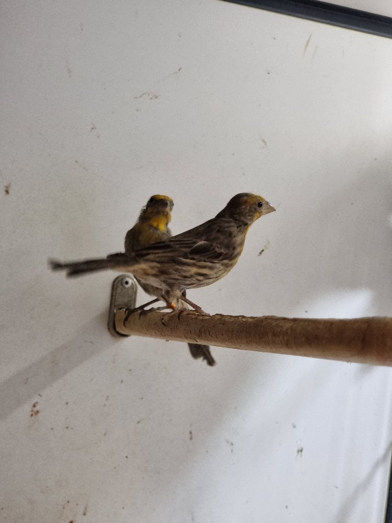 Roodmus | Tropische vogels | Passend advies, Dieren en Toebehoren, Vogels | Overige Vogels, Meerdere dieren, Tropenvogel, Geringd