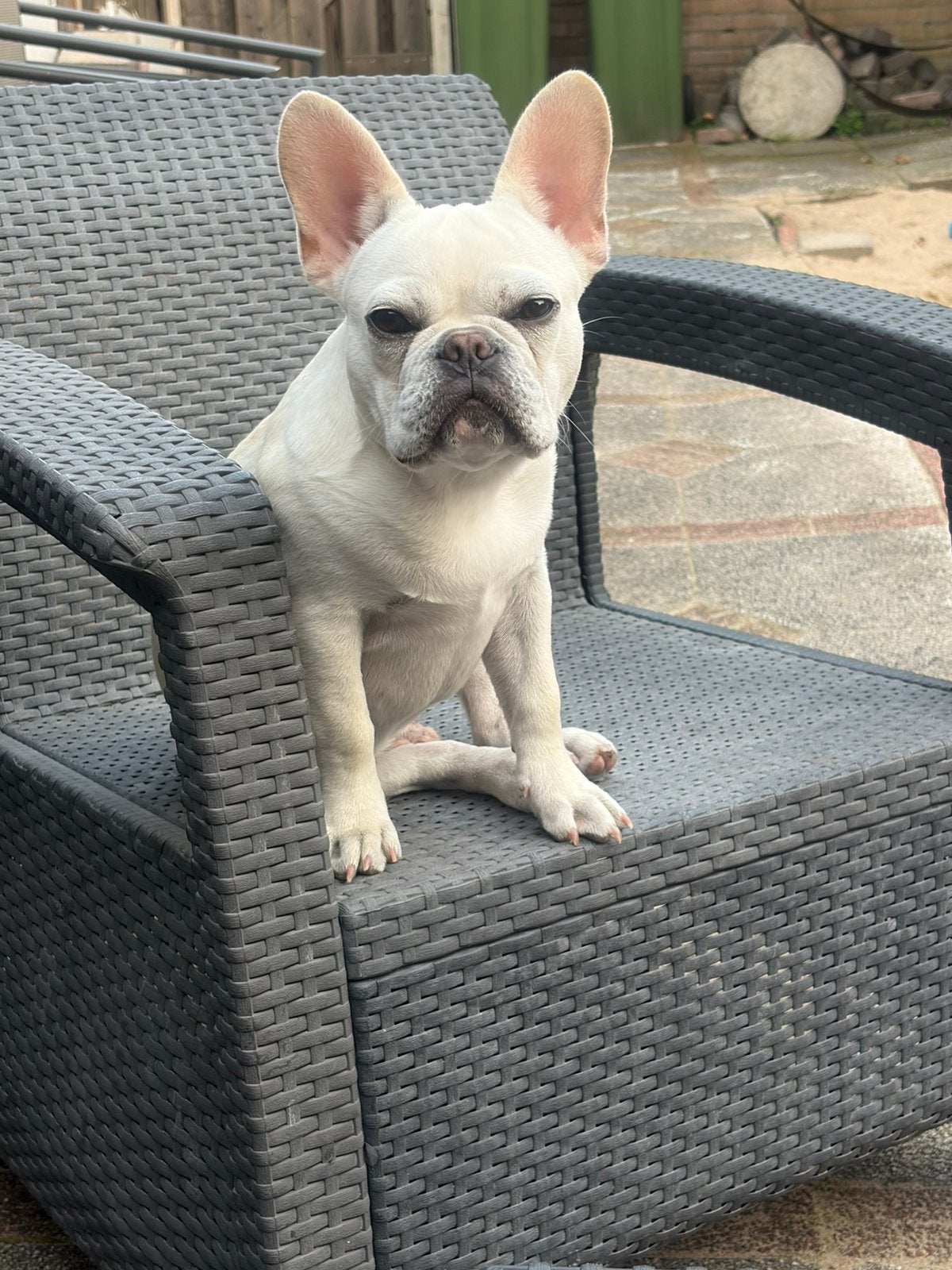 Franse bulldog, 15 weken tot 1 jaar, Reu, CDV (hondenziekte), Bulldog