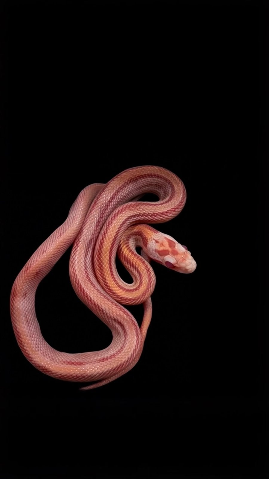 Verschillende varianten jonge rattenslangen Rat Snake - unknown for sale from geoffrey van laarhoven