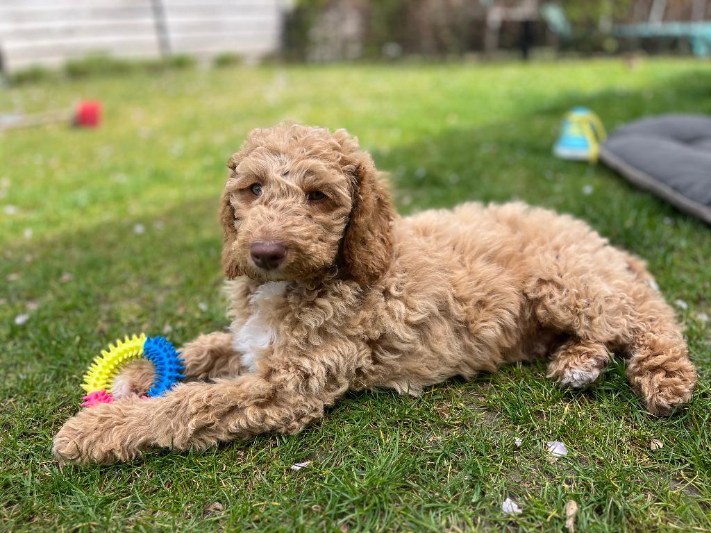 Gezocht: herplaatshond, Dieren en Toebehoren, Honden | Retrievers, Spaniëls en Waterhonden, Overige rassen, 1 tot 2 jaar, Geslacht onbekend