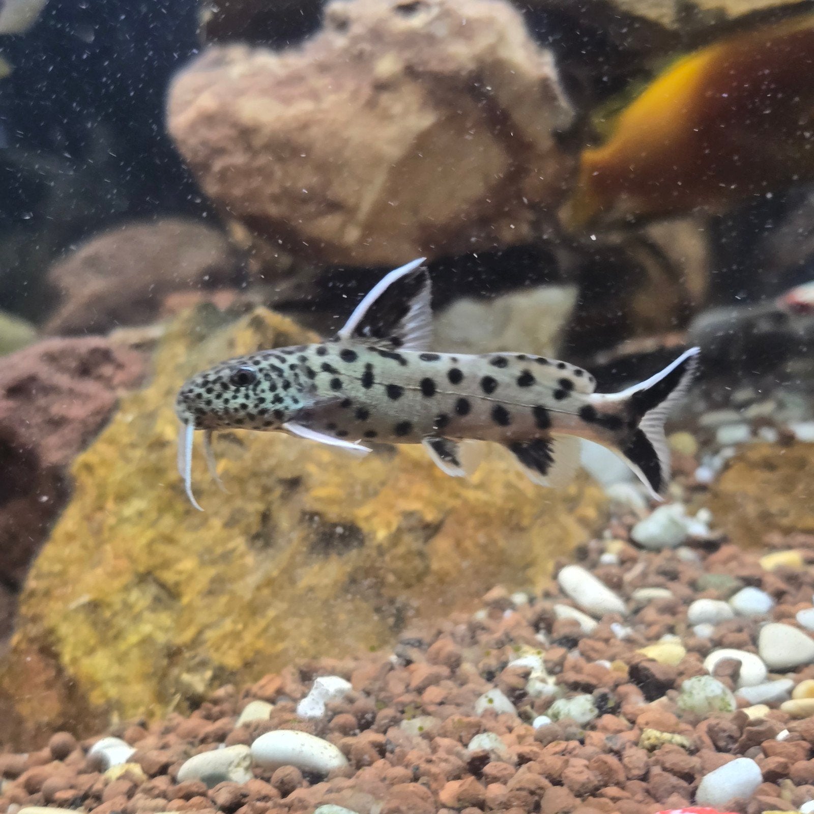 Synodontis petricola €9,99 3 voor €25,-, Dieren en Toebehoren, Vissen | Aquariumvissen, Vis