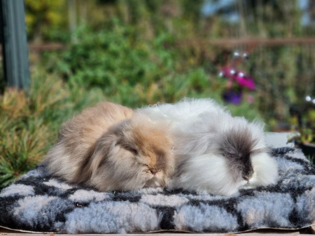 Teddywidder dwerghangoor koppel, ram gecastreerd, Meerdere dieren, Dwerg