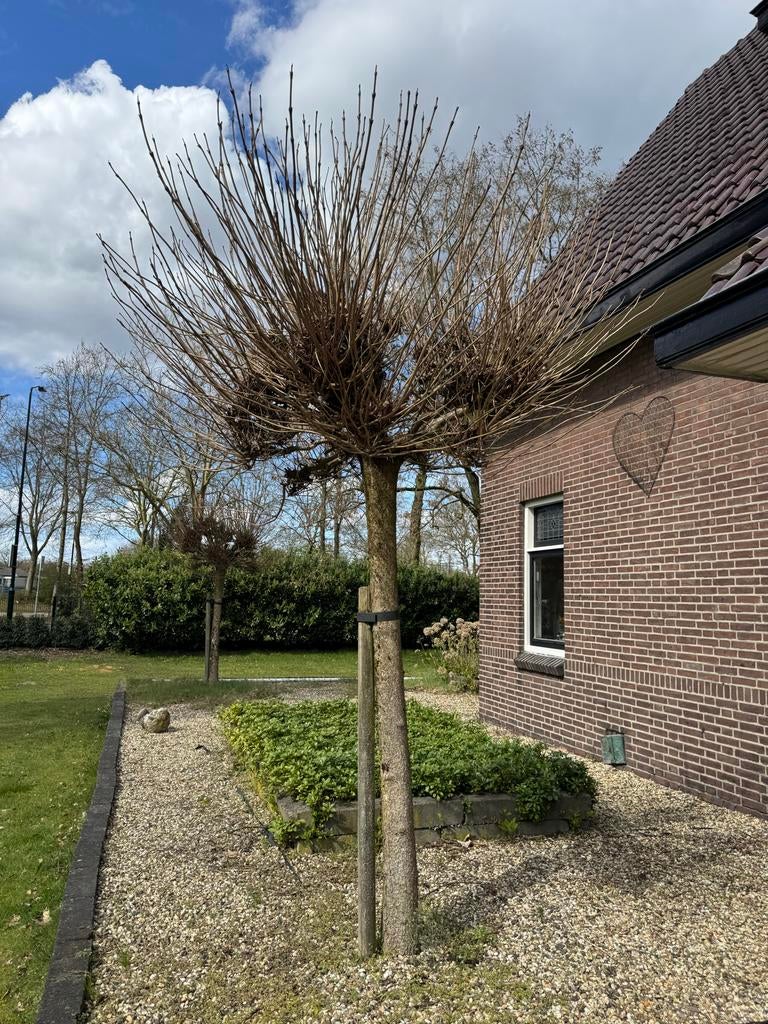 3x mooi formaat bolcatalpa, Bloeit niet, 250 tot 400 cm, Ophalen, Volle zon