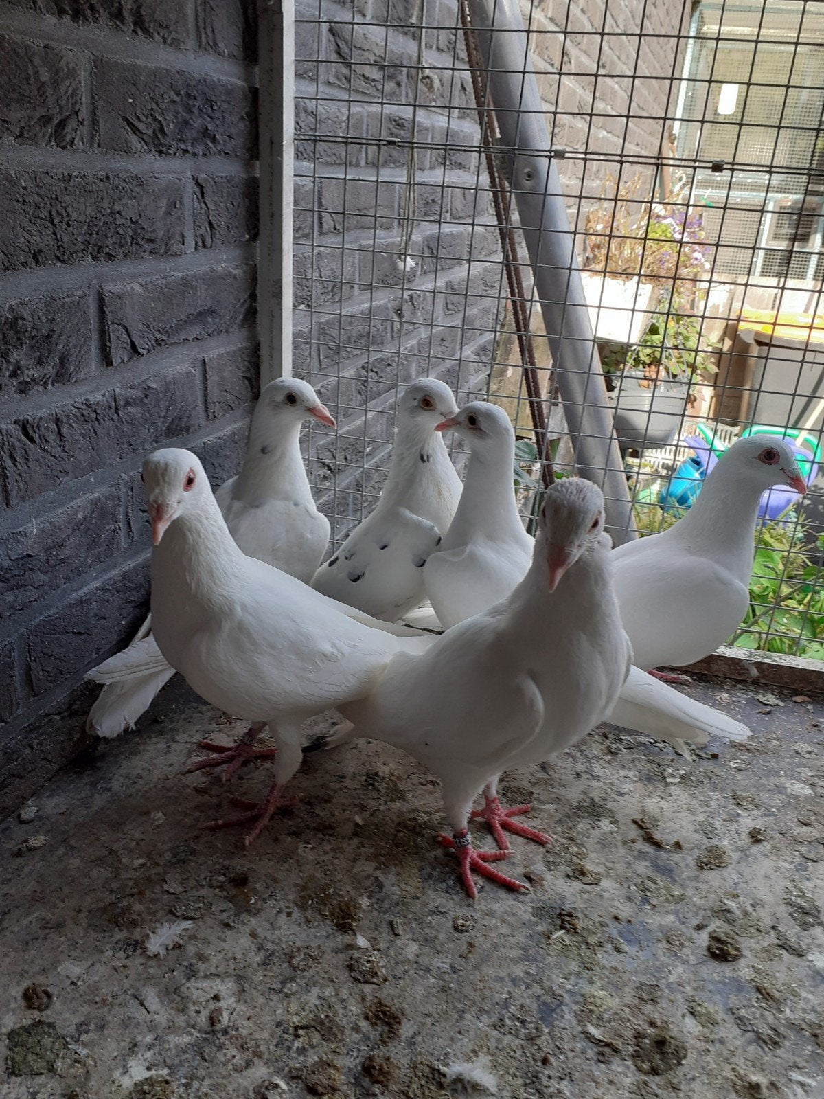 Te koop witte en bonte postduiven jong en overjarige duiven., Meerdere dieren, Postduif