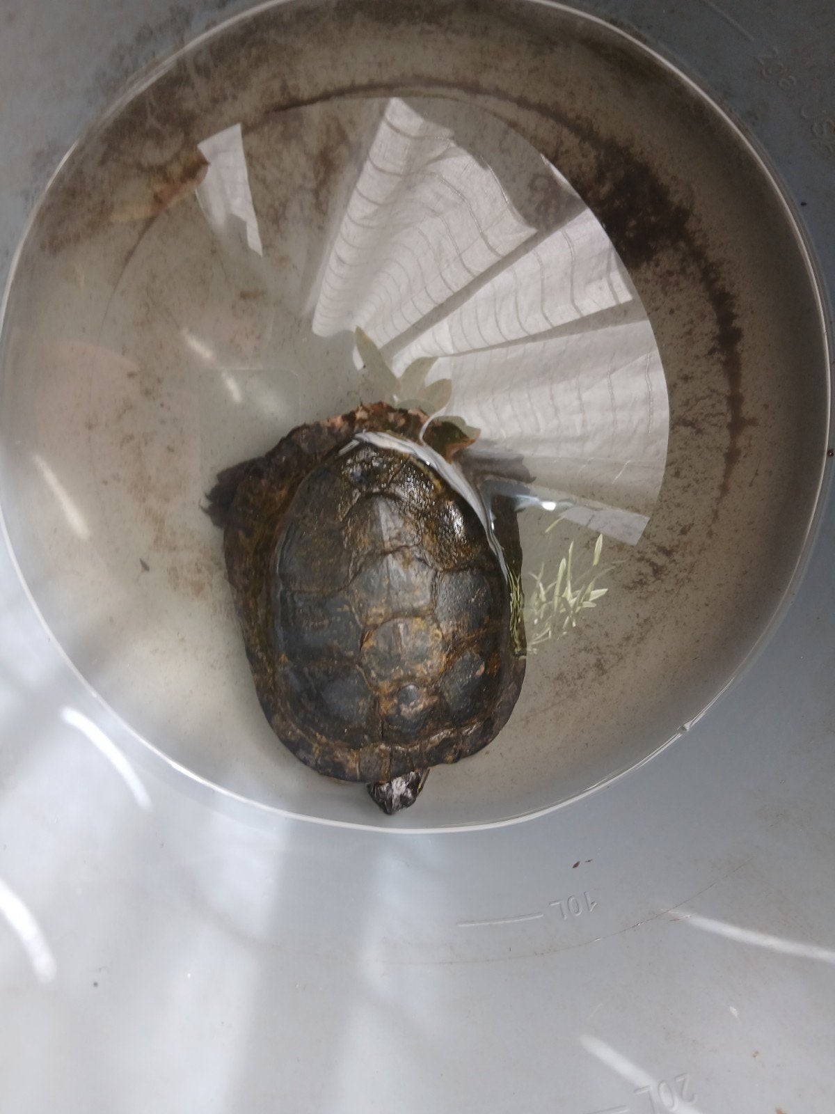 Schildpad, Dieren en Toebehoren, Slang, 0 tot 2 jaar