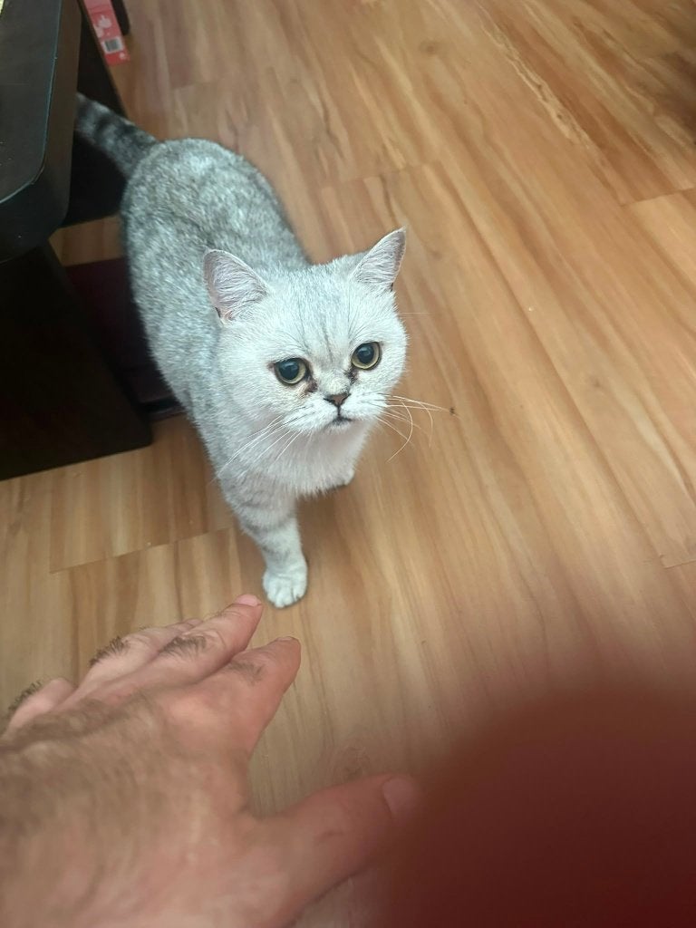 Brits Korthaar poesje Kiki, Dieren en Toebehoren, Poes, Gechipt, 0 tot 2 jaar