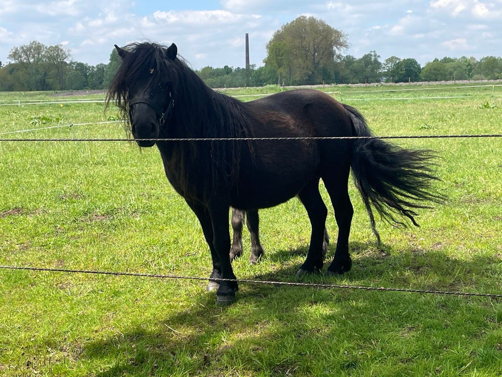 Super mooie grote  maat shetlandpony met veulen, Dieren en Toebehoren, Merrie, Onbeleerd, Met stamboom, 3 tot 6 jaar