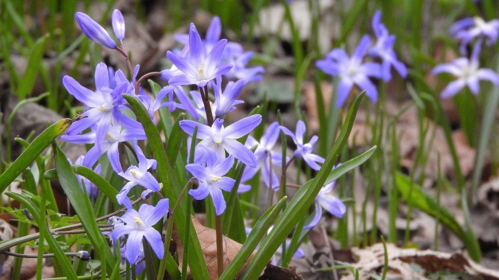 Bio zaden Sneeuwroem – Chionodoxa, Verzenden, Gehele jaar, Halfschaduw, Zaad