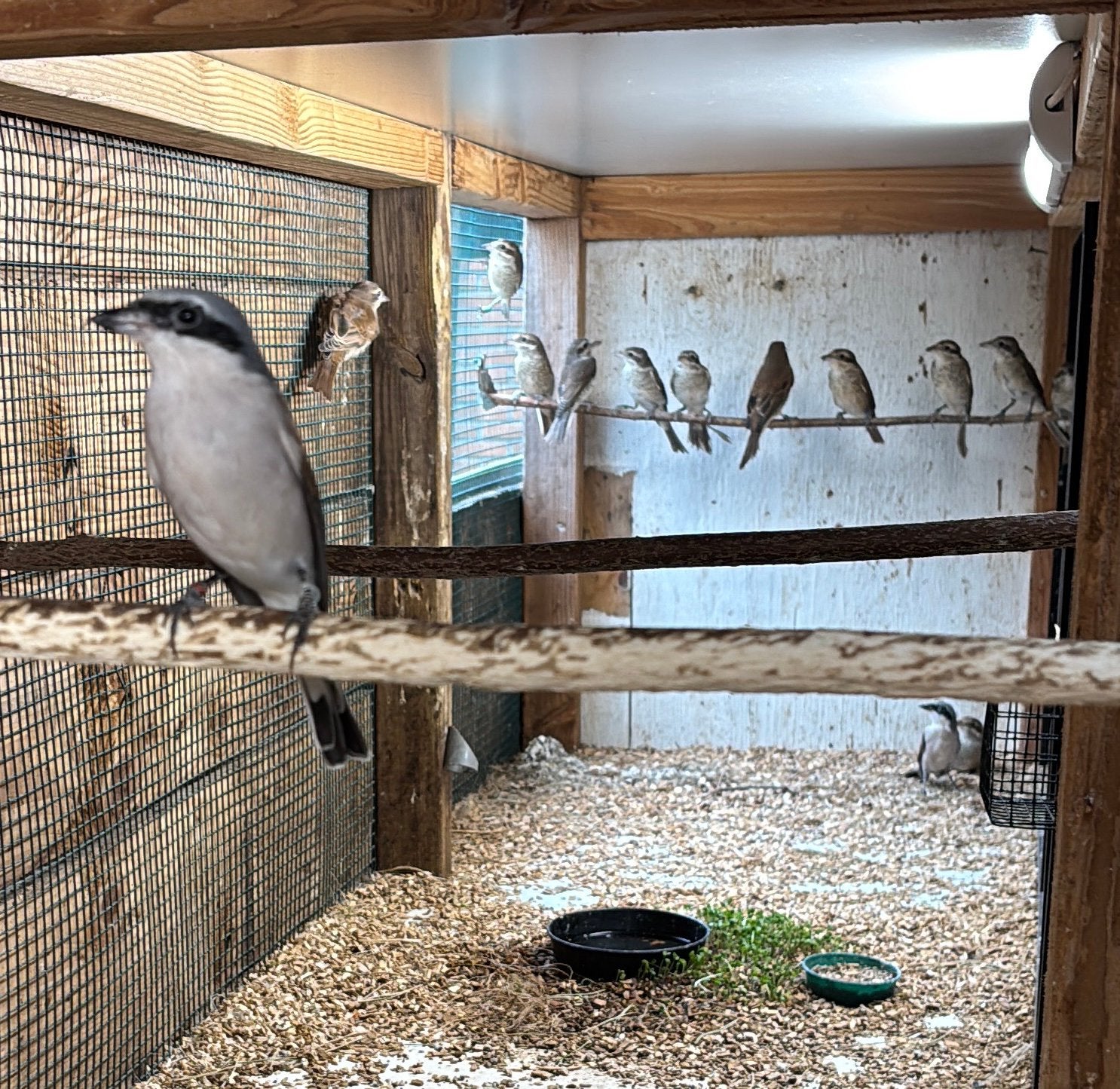 Grauwe klauwier, Dieren en Toebehoren, Mannelijk, Wildzangvogel, Geringd