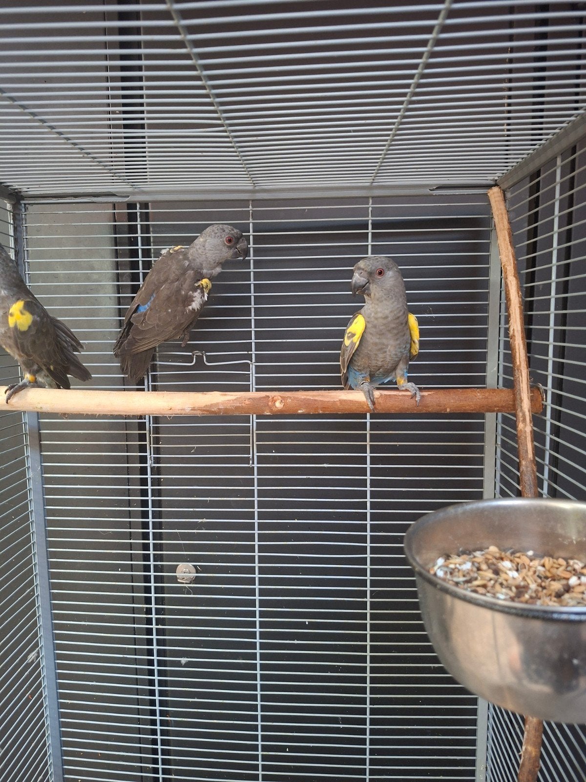 ruppel papegaaien, Dieren en Toebehoren, Meerdere dieren, Papegaai, Geringd