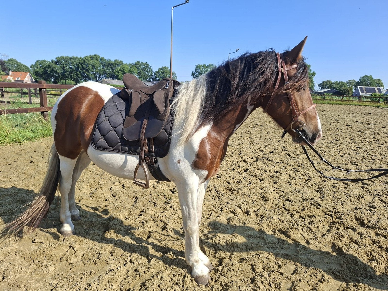 Snelle beslisser ? Ieder bod word overwogen!, Merrie, Dressuurpaard, Met stamboom