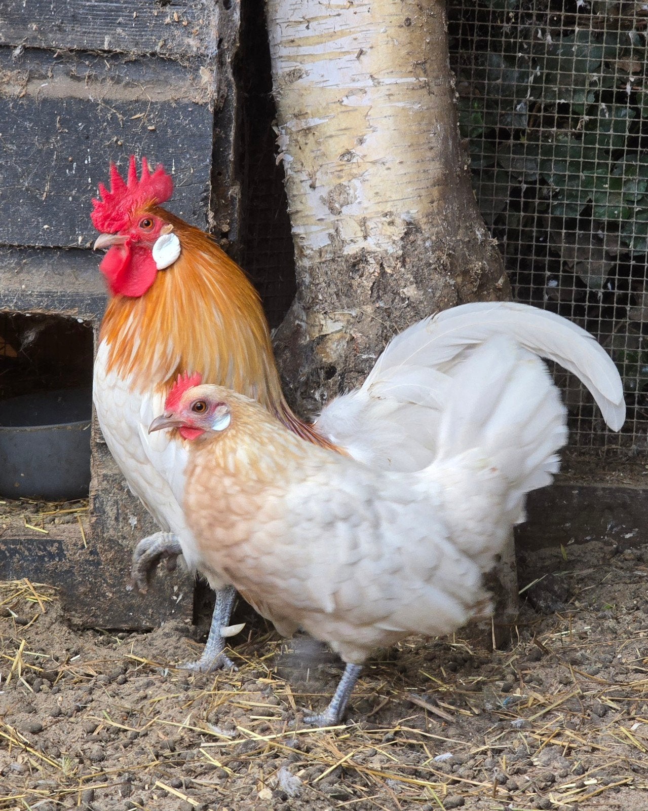 Hollandse kriel wit patrijs 1-2, Dieren en Toebehoren, Meerdere dieren, Kip