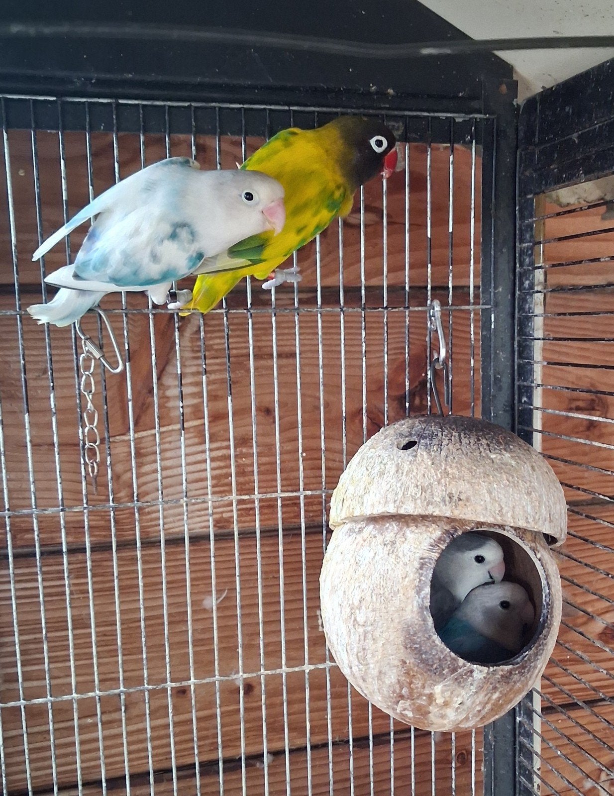 Agaponis, Dieren en Toebehoren, Vogels | Parkieten en Papegaaien, Meerdere dieren, Parkiet