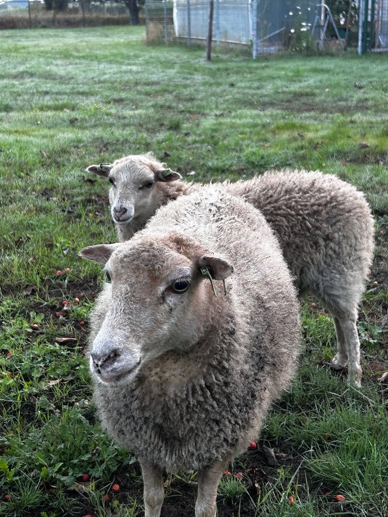 Te koop witte Ouessant stamboek ooi (evt. met ooilam), Dieren en Toebehoren, Vrouwelijk, Schaap, 3 tot 5 jaar