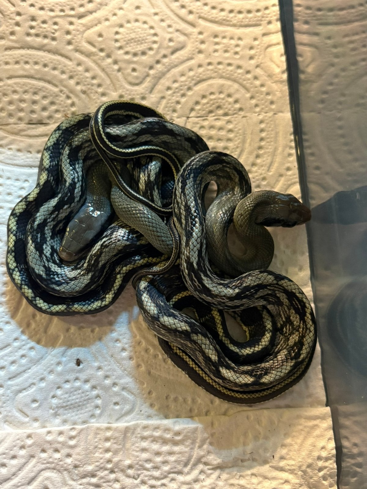 Orthriophis taeniurus callicyanous 1.1, Dieren en Toebehoren, Amfibie, 0 tot 2 jaar